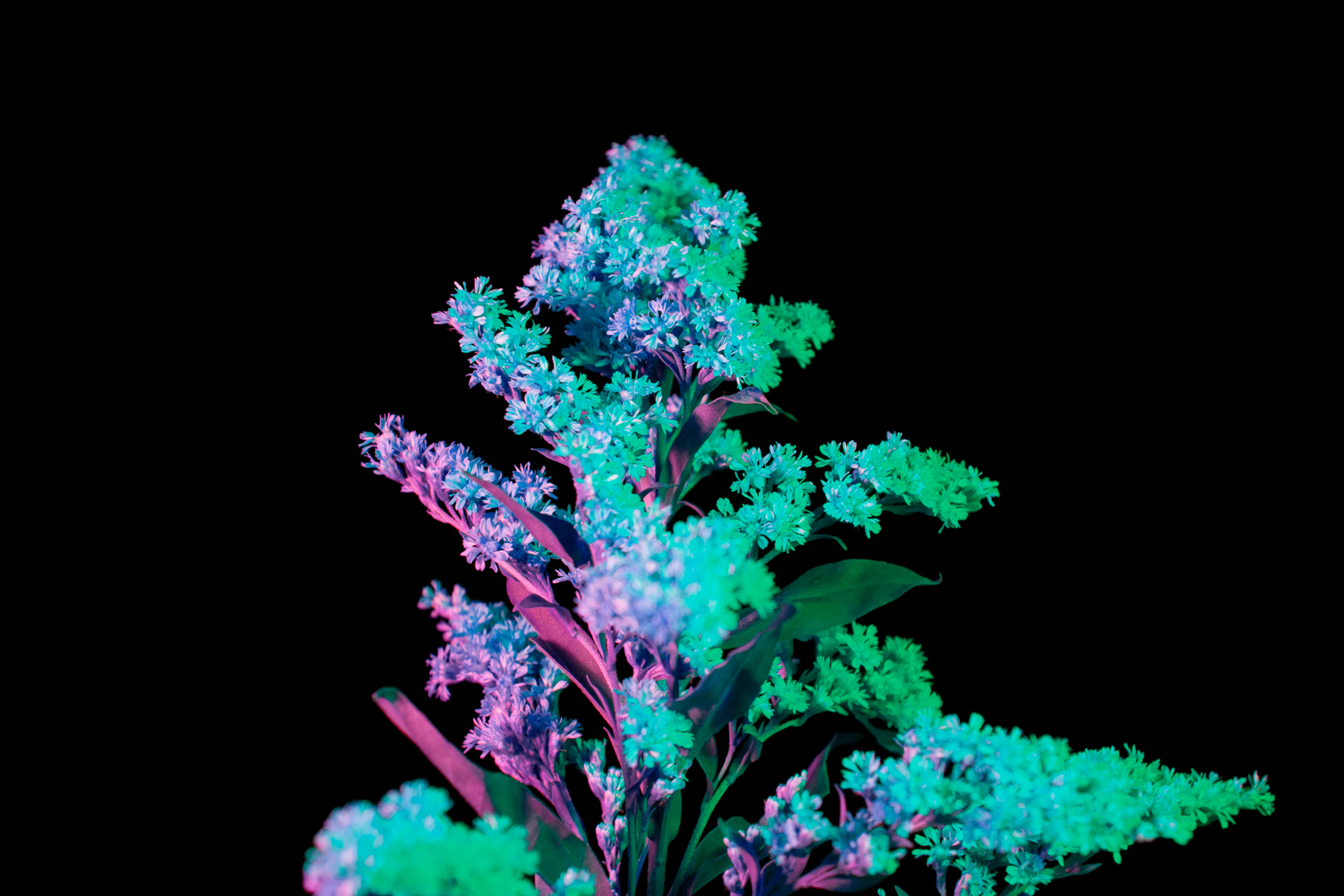 Otherwordly Flora Flower